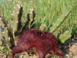 Stapelia hirsuta var. hirsuta digging or drilling